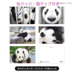 2025年最新】コウコウとタンタン パンダの人気アイテム - メルカリ