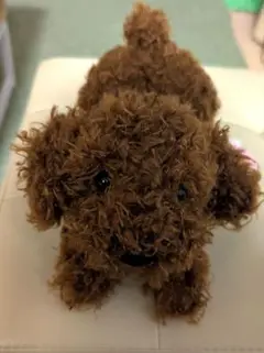 豆子犬 プレイバウスタイル♪ プードル ぬいぐるみ
