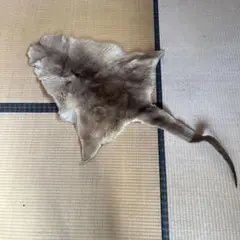 カンガルー毛皮 Ｍサイズ？　オーストラリアお土産