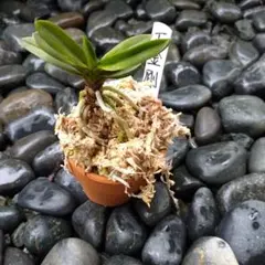 富貴蘭 一芽 (玉金剛)