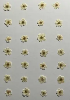 押し花素材パック　コデマリ（ホワイト）28個入 No1053