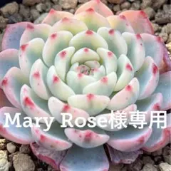 【Mary Rose様専用】