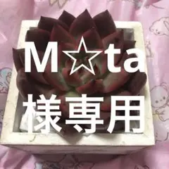 多肉 多肉植物 韓国苗 アメストロ 大きめ