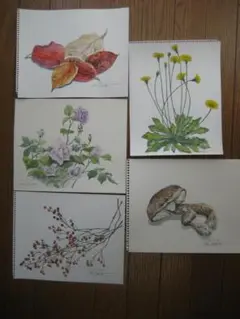 原画　季節の草花（その４）水彩画５点
