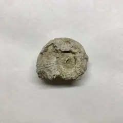 アンモナイト