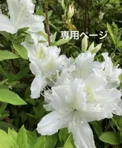 専用ページハンドメイドシュシュ9点
