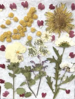 春の花　押し花