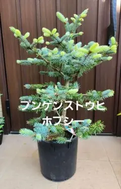 新緑♡ 　プンゲンストウヒ　ホプシー　ポット鉢植え　苗木　苗 プンゲンストウヒ ホプシー ポット鉢植え 苗 （お任せ品】もみの
