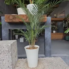 Ikumi様　希少　ブラジル　ヒメヤシ　バルーン陶器鉢　植え込み発送 Ikumi様 希少 ブラジル ヒメヤシ バルーン陶器鉢 植え込み発送