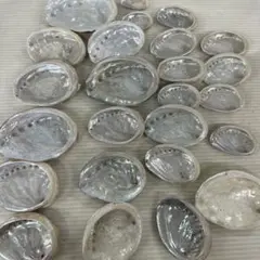 トコブシの貝殻　サイズ色々25枚以上　工作　自由研究　貯金箱