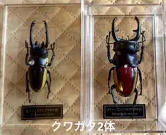 2025年最新】クワガタ デアゴスティーニの人気アイテム - メルカリ