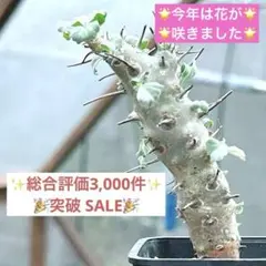 【感謝SALE】　モンソニア クラシカウリス　サルコカウロン クラシカウレ 55 2025年最新】モンソニア クラシカウレの人気アイテム - メルカリ