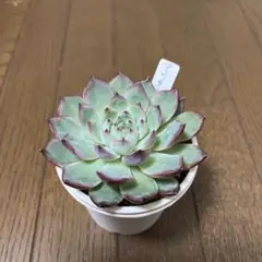 アリタウム 多肉植物 抜き苗