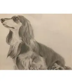 鉛筆で描くペット似顔絵