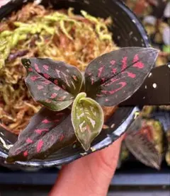 2025年最新】microchilus tridaxの人気アイテム - メルカリ