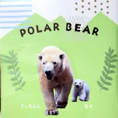 ズーラシア　ホッキョクグマのイッちゃんライくん