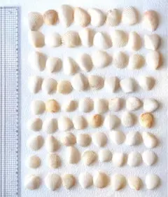 貝殻 まとめ売り72個