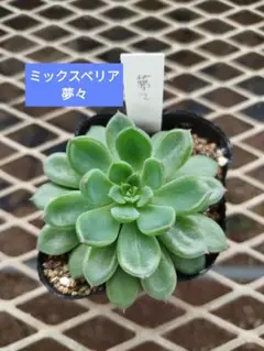 おらいさん 夢々 ミックスベリア 苗 多肉植物 エケベリア