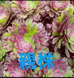 アエオニウム　蛍火花顔粉黛（ピンクディジー変異種） 抜き苗　子株がいっぱい アエオニウム 蛍火花顔粉黛（ピンクディジー変異種） 抜き苗