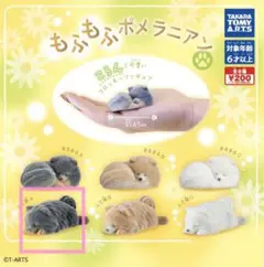 もふもふポメラニアン ふて寝A 黒ポメ