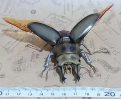 ローゼンベルグオウゴンオニクワガタ 生きもの大図鑑 くわがた フィギュア ガチャ