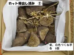 わさび紫つくね芋20kg 2025年最新】紫つくね芋の人気アイテム - メルカリ
