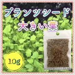 水草の種 大きい葉 10g
