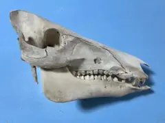 猪　頭蓋骨　鹿児島県産