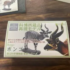ラフレシア 国立科学博物館監修 科博所蔵品再現モデル ビンテージフィギュア ラフレシア 「国立科学博物館監修 科博