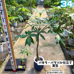 実生パキラ パラソル仕立て ４４｜ぷっくり幹が可愛い一株！ 実生パキラ パラソル仕立て 44｜ぷっくり幹が可愛い一株