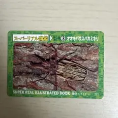 ［昆虫標本］オオキバウスバカミキリ 大型︎︎ ♀ 106mm 2024年採集 ネット限定お買い得商品 - ショップチャンネル 昆虫標本］オオ