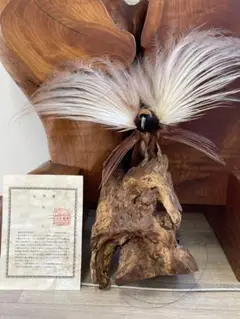 【剥製】極楽鳥 剥製 極楽鳥