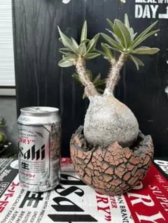konect fang 鉢 植木鉢