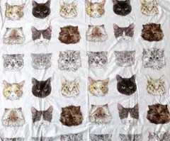 cocca 365catart catface生地