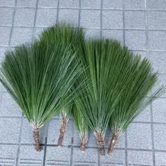 大王松 お正月 切り落とし