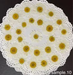 ネコポス発送＾＾ノースポールの押し花素材☆花材