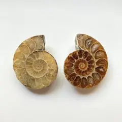 アンモナイト　2個　カボション