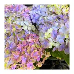 来年育成用アジサイ大栄花園4種➕レンブラント♡メルカリ便 2025年最新】大栄花園 アジサイの人気アイテム - メルカリ