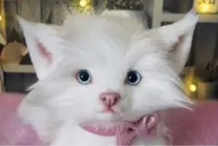 Item thumbnail for item efb0fe3d-ad9a-45ee-9ee6-e635686bc64e