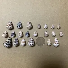 (164)【天然貝殻/イモガイセット】マダライモガイ♪おまとめ買い可能！