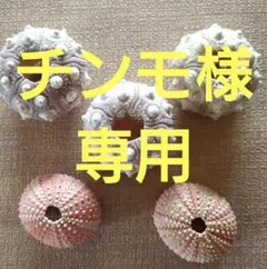 美しいうに殻５個セット