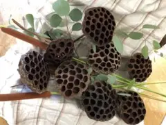 ハスの実（花托）　8個