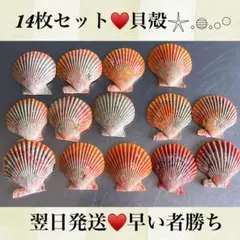 貝絵用 研磨済み ひおうぎ貝の貝殻キャンバス100枚1セット 0_d90c77aa300aa2c3dd785b19d9c4