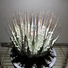 アガベ ユタエンシス エボリスピナ