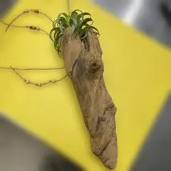 Item thumbnail for item 3d1c101d-7dc1-4218-a108-b3ccb7aa7519