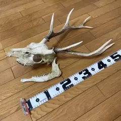 鹿の角　鹿の頭蓋骨　インテリア　置物　ニホンシカ