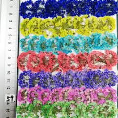 スーパーアリッサム　染め 　No59 押し花 押し花素材 @¥850