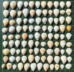 貝殻　セット　100個ミックス【195】
