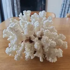 珊瑚　置物
