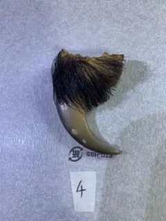 熊の爪】ヒグマの爪　天然物 です.(4)